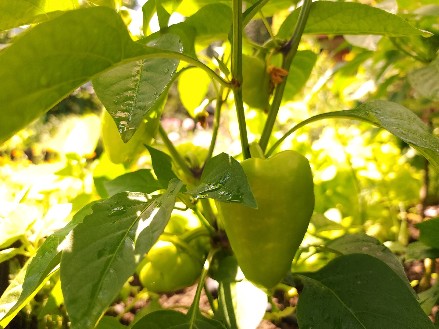 садоводство, огородничество, урожай, Старая Купавна, Богородский городской округ,