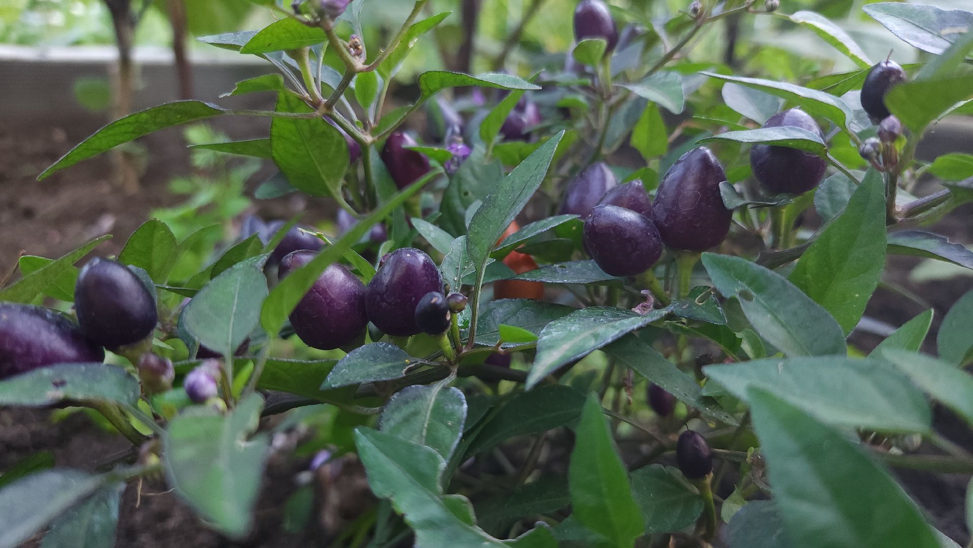 садоводство, огородничество, урожай, Старая Купавна, Богородский городской округ,