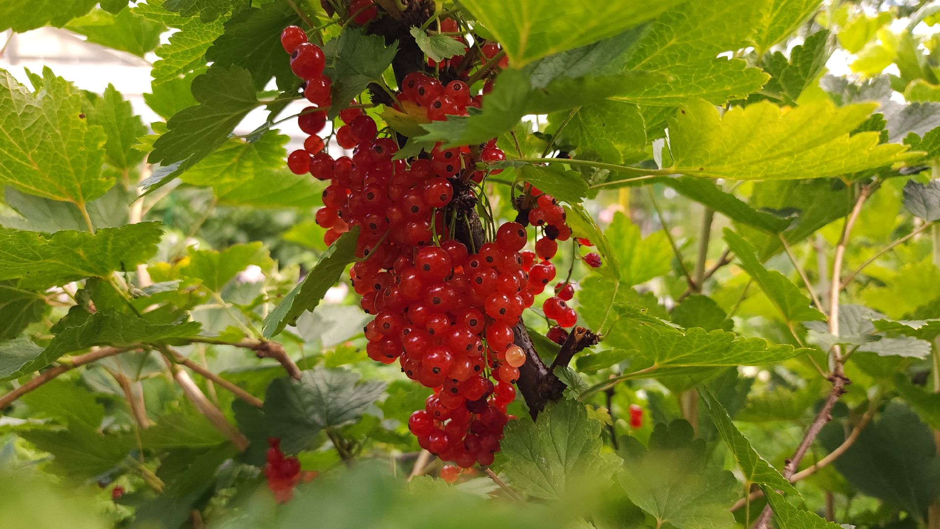 садоводство, огородничество, урожай, Старая Купавна, Богородский городской округ,