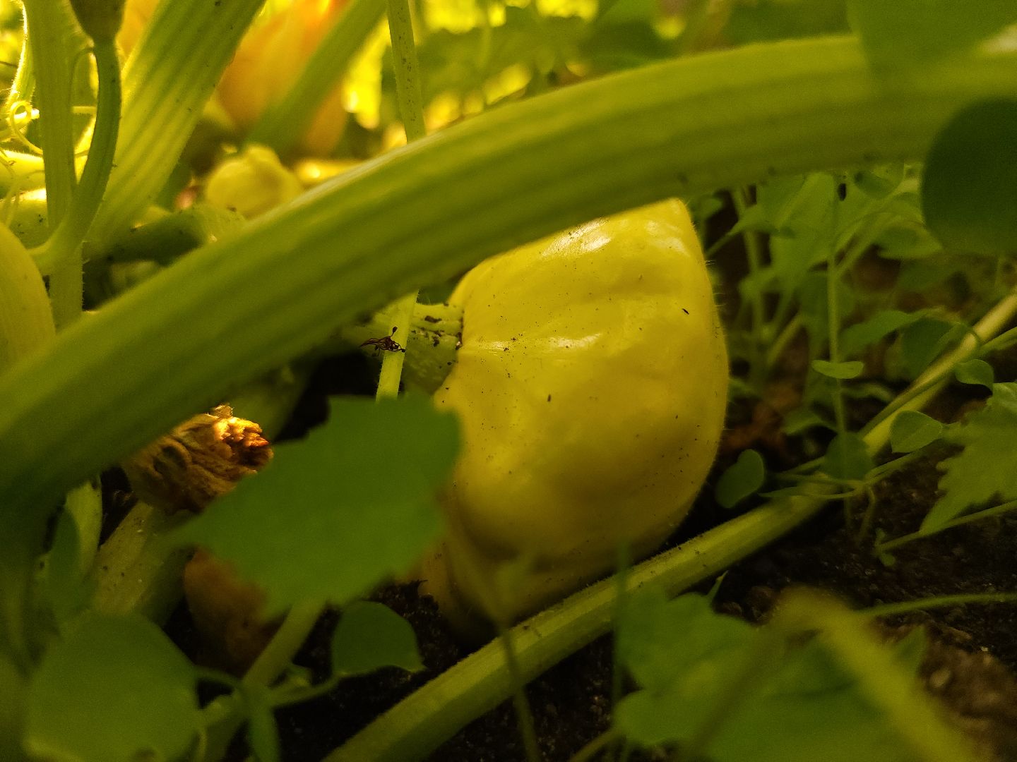 садоводство, огородничество, урожай, Старая Купавна, Богородский городской округ,