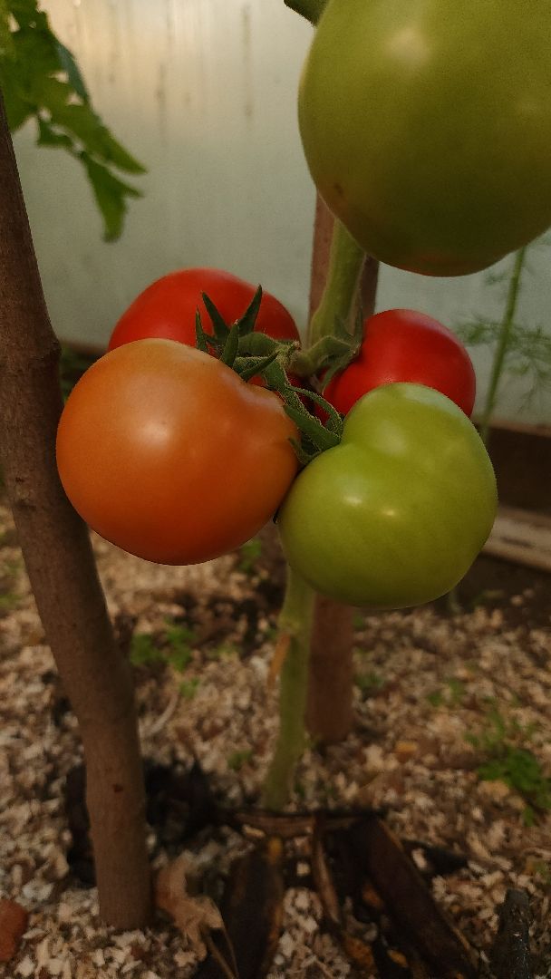 садоводство, огородничество, урожай, Старая Купавна, Богородский городской округ,