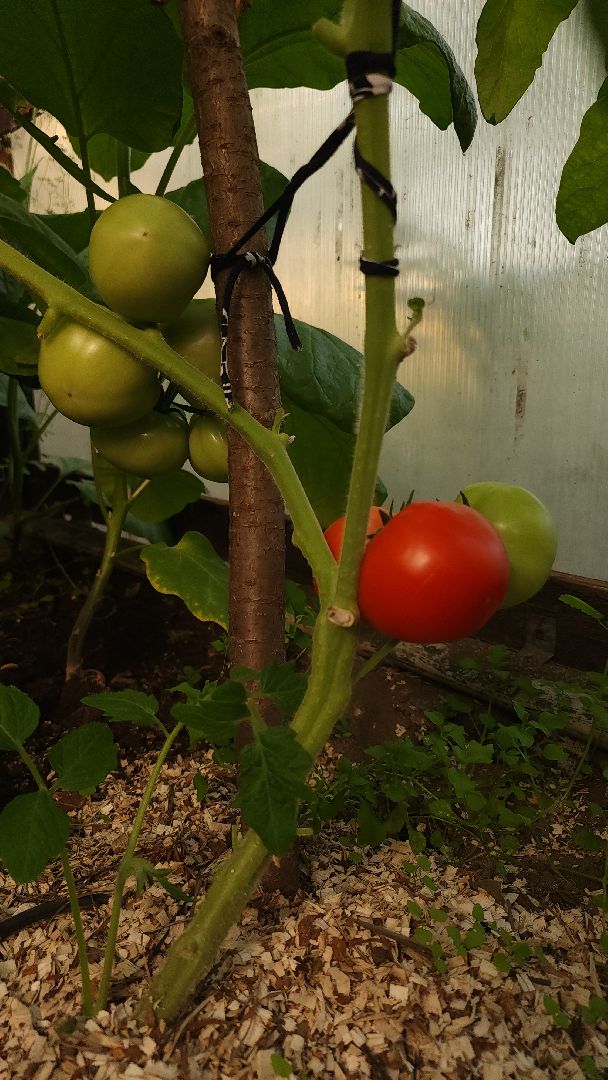 садоводство, огородничество, урожай, Старая Купавна, Богородский городской округ,