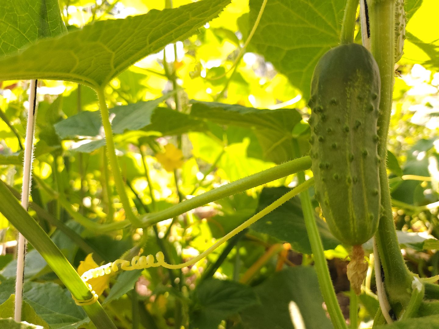 садоводство, огородничество, урожай, Старая Купавна, Богородский городской округ,