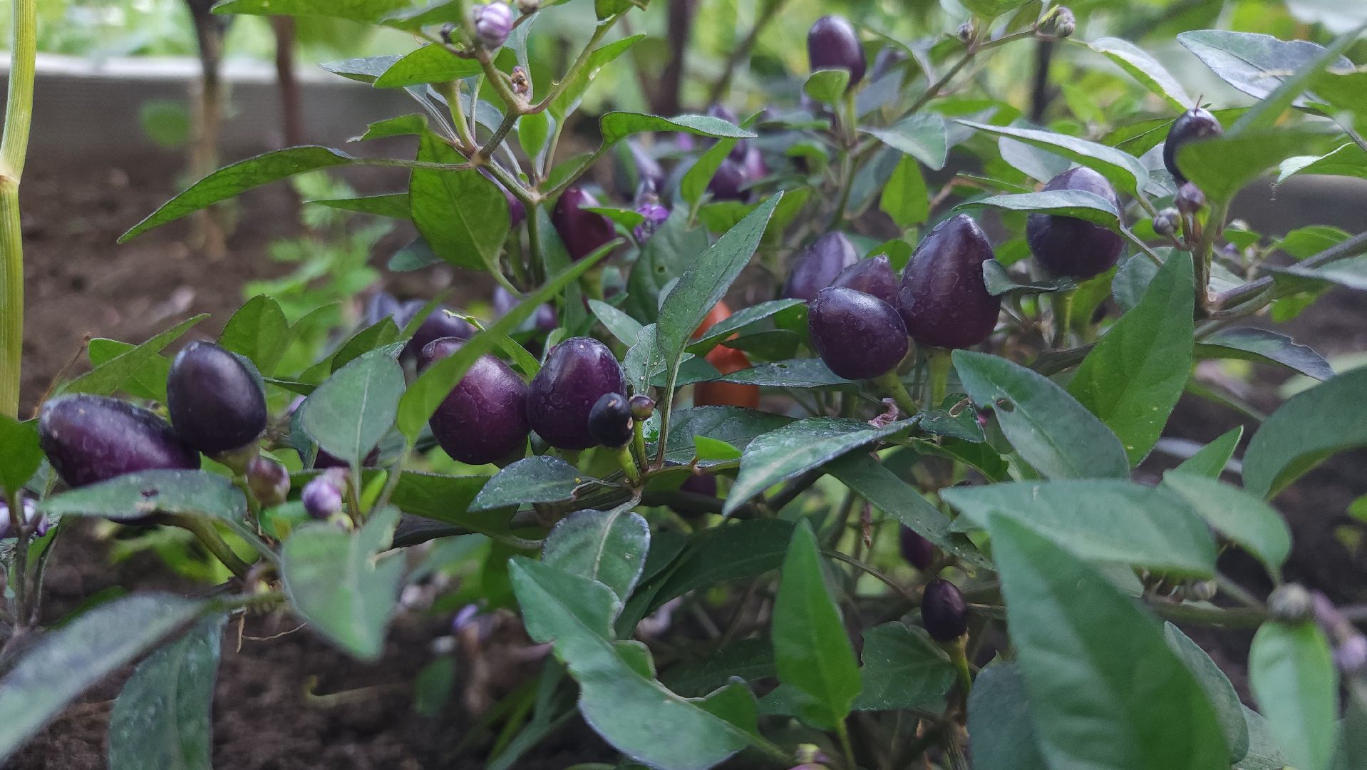 садоводство, огородничество, урожай, Старая Купавна, Богородский городской округ,