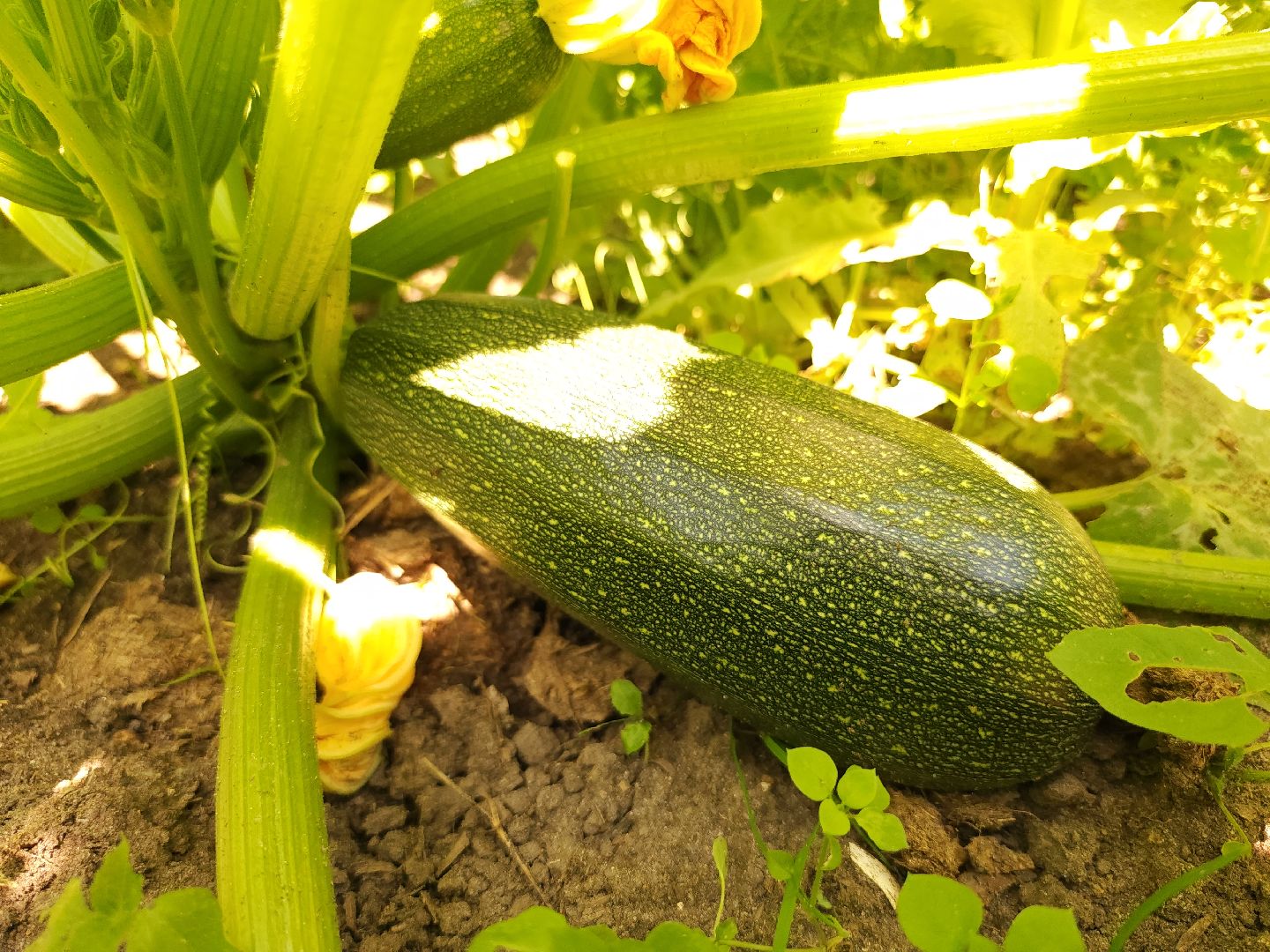 садоводство, огородничество, урожай, Старая Купавна, Богородский городской округ,