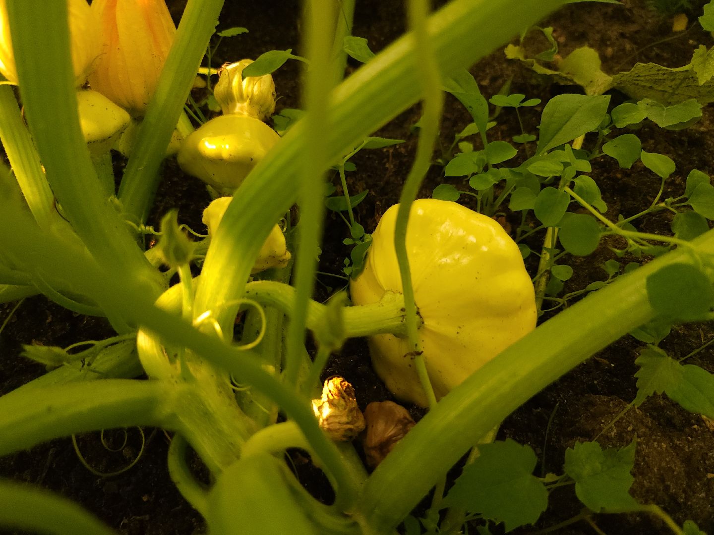 садоводство, огородничество, урожай, Старая Купавна, Богородский городской округ,