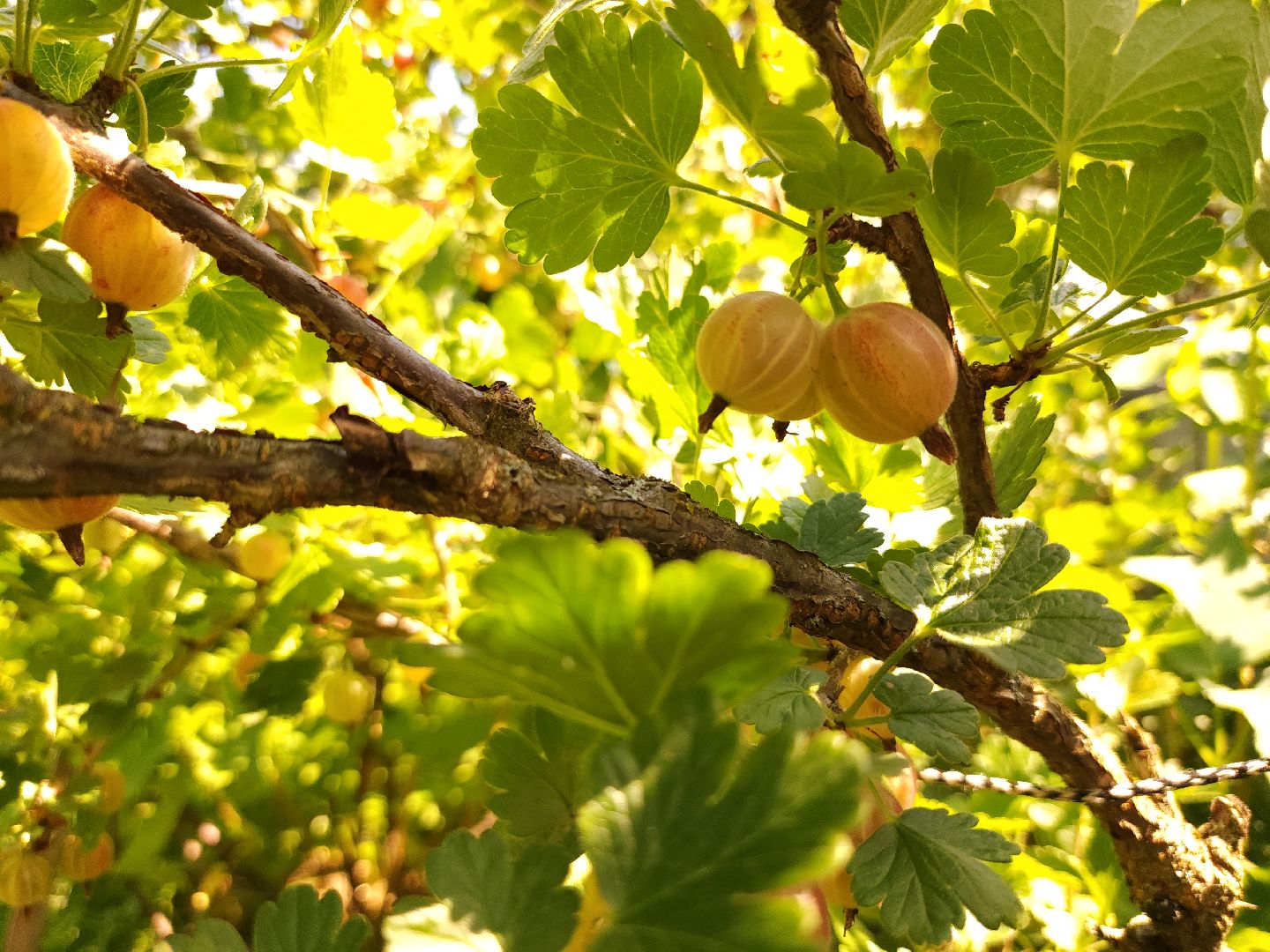 садоводство, огородничество, урожай, Старая Купавна, Богородский городской округ,