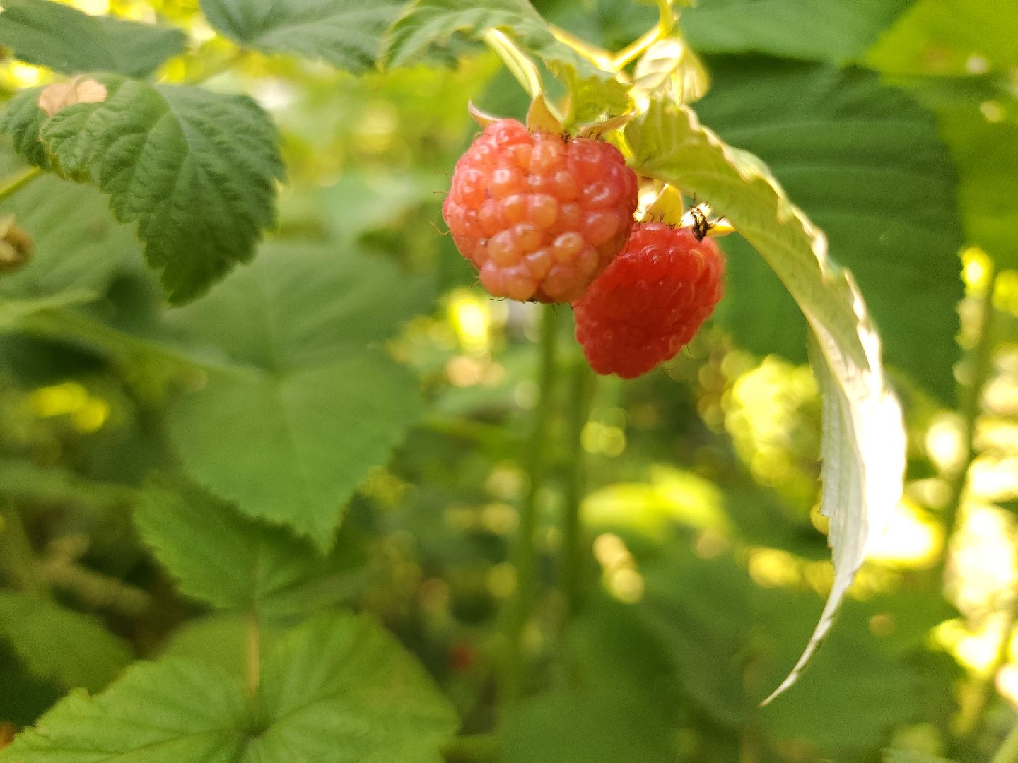 садоводство, огородничество, урожай, Старая Купавна, Богородский городской округ,