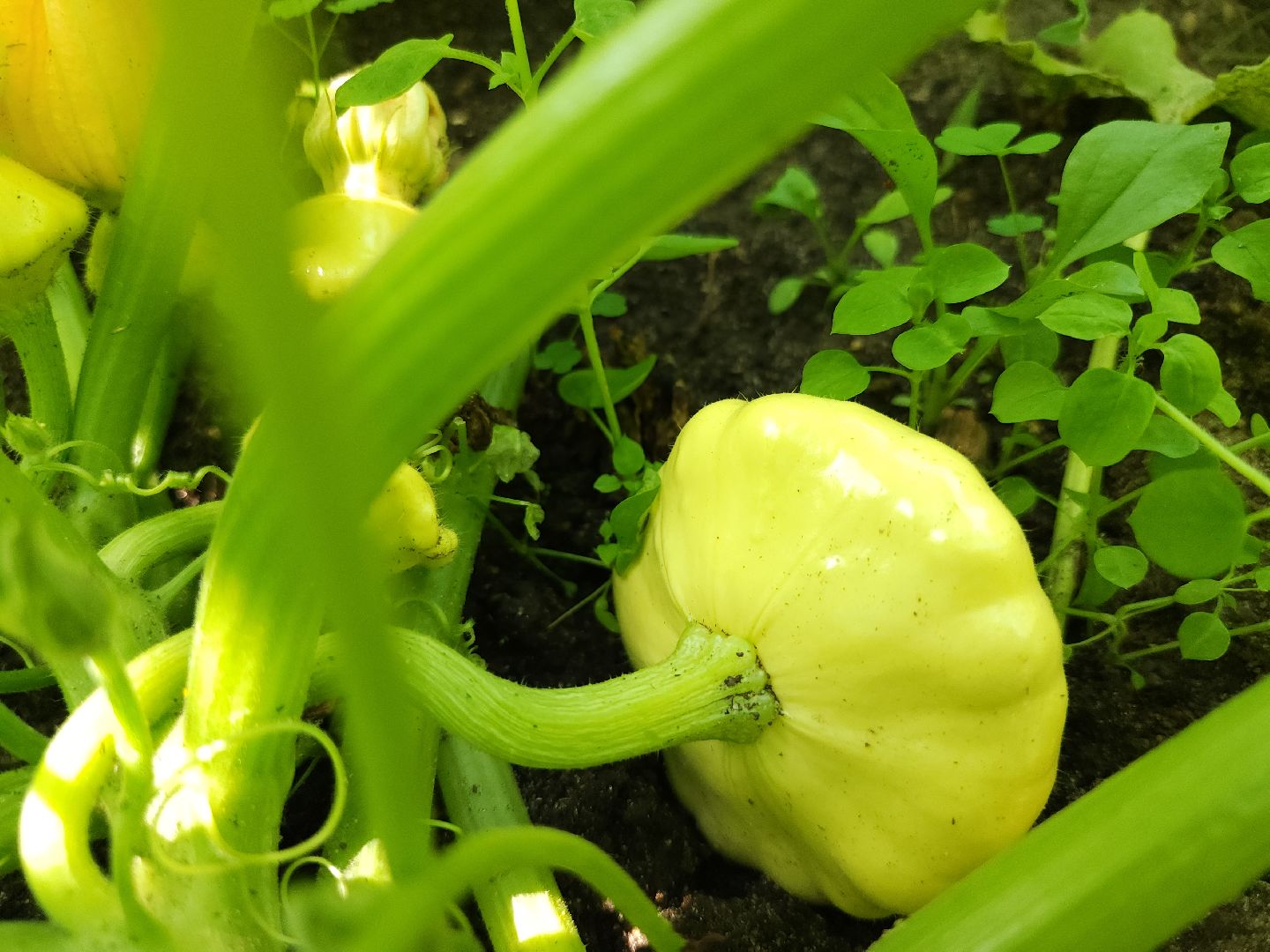 садоводство, огородничество, урожай, Старая Купавна, Богородский городской округ,
