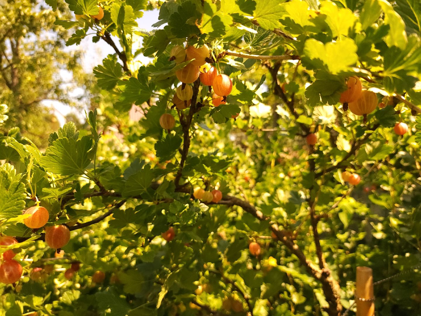 садоводство, огородничество, урожай, Старая Купавна, Богородский городской округ,
