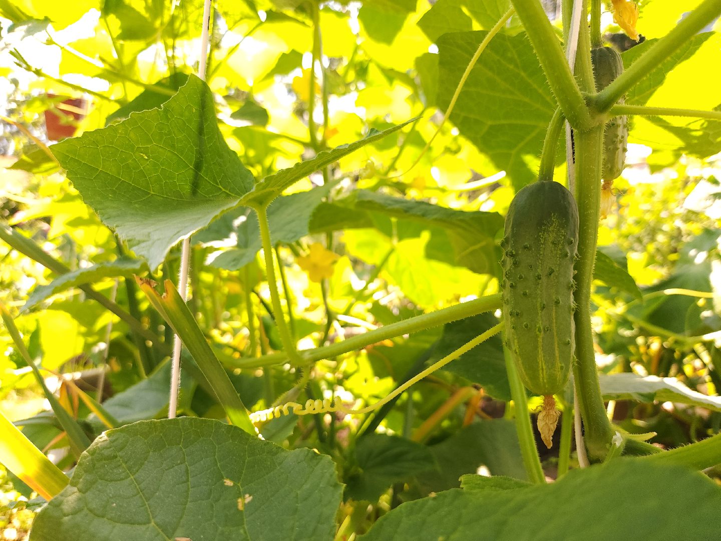 садоводство, огородничество, урожай, Старая Купавна, Богородский городской округ,