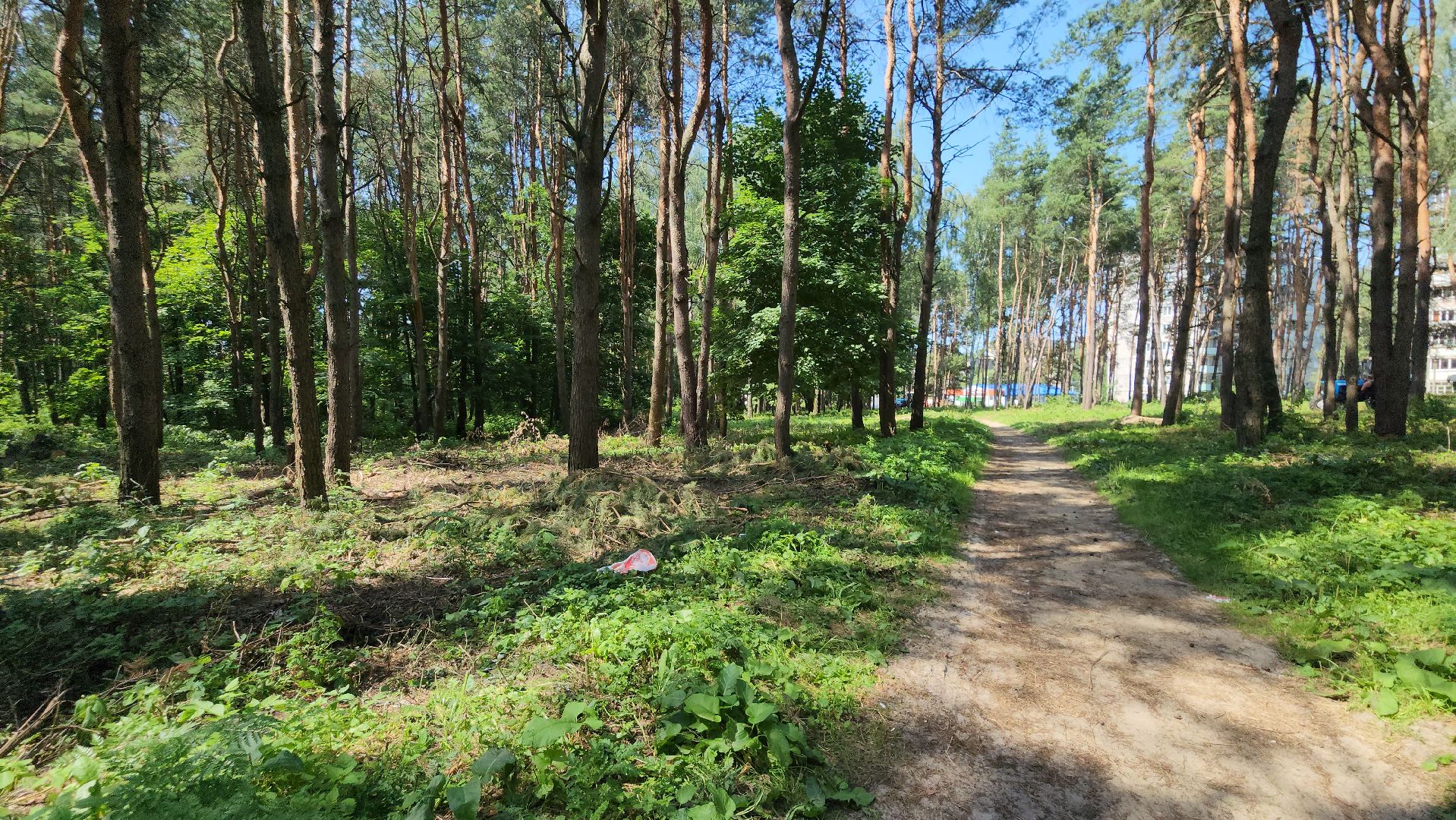 парк, благоустойство, опил деревьев, опиловка,уборка, уборка мусора,