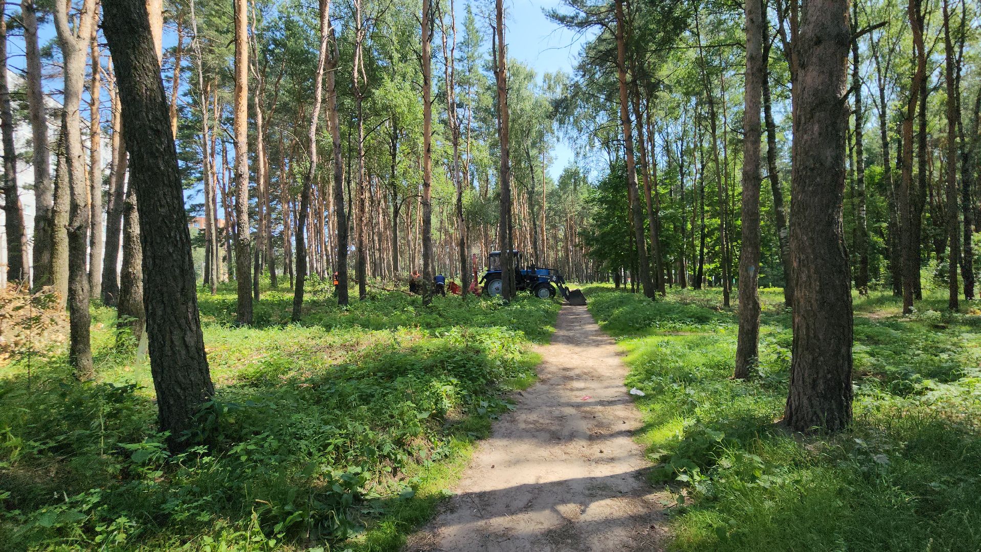 парк, благоустойство, опил деревьев, опиловка,уборка, уборка мусора,