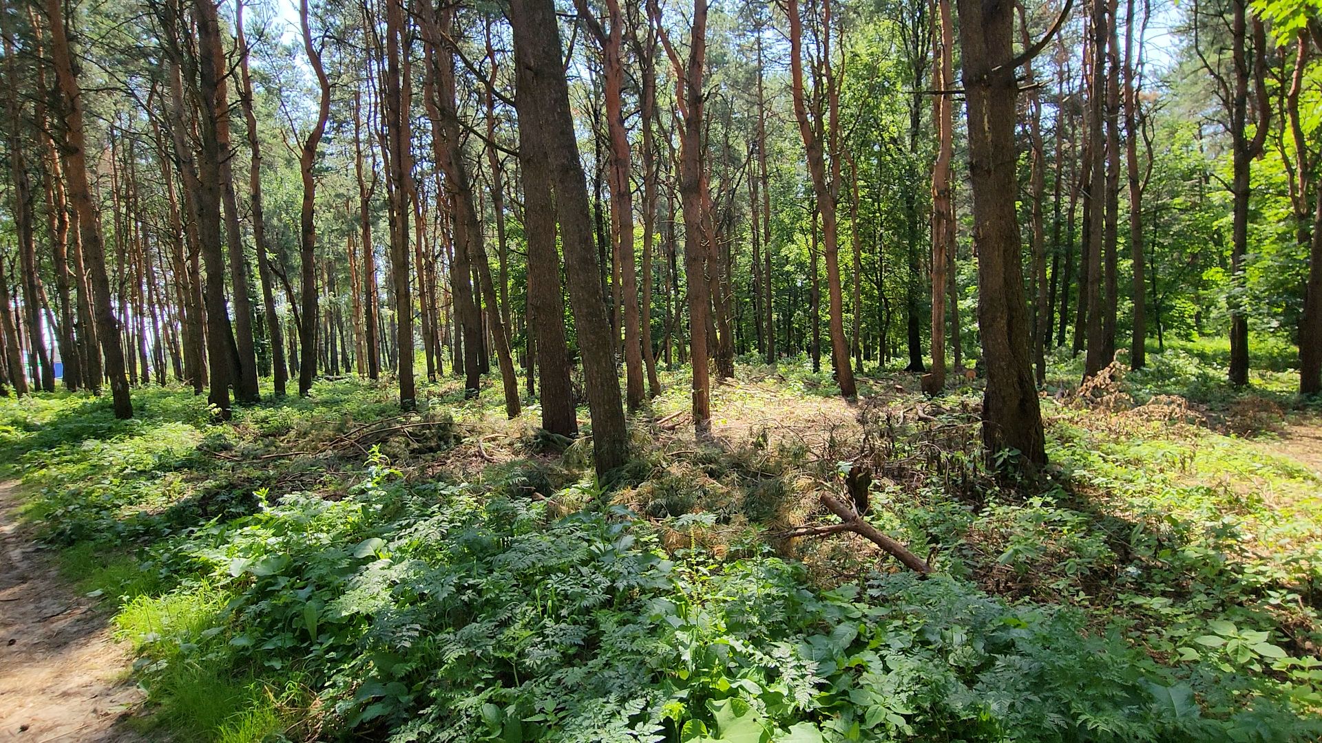 парк, благоустойство, опил деревьев, опиловка,уборка, уборка мусора,