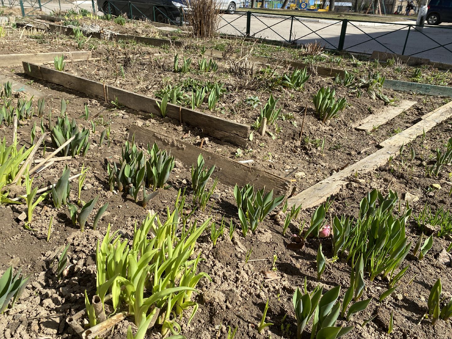 Чехов, перемены, благоустройство, двор, клумба