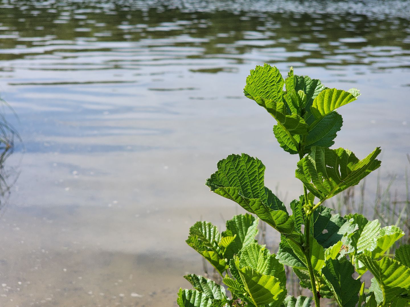 электросталь, мой город, жители города, безопасность на воде, безопасность детей, безопасность жителей, мчс, водоём, пляж, пляжная зона, пляжный сезон,