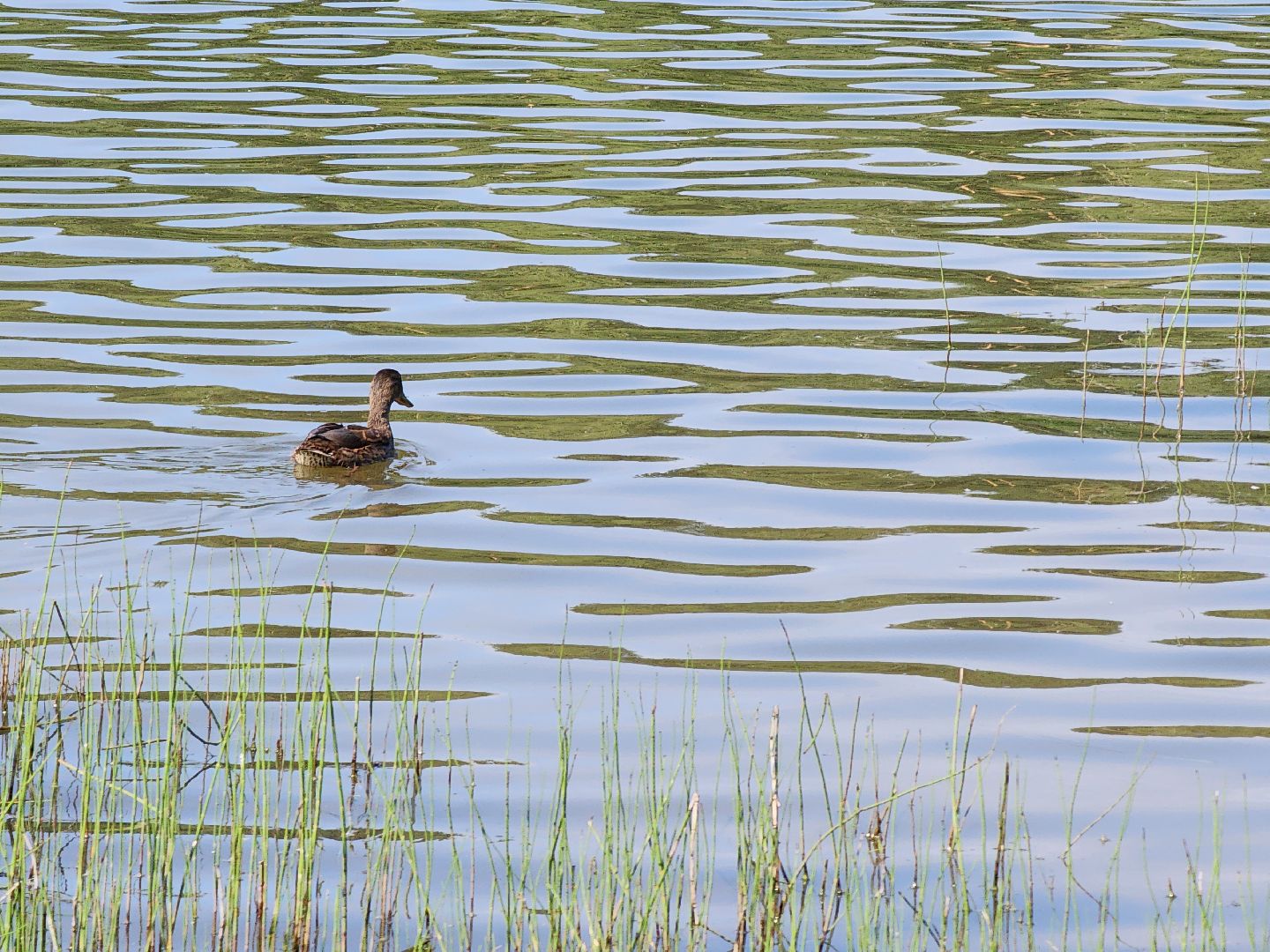 электросталь, мой город, жители города, безопасность на воде, безопасность детей, безопасность жителей, мчс, водоём, пляж, пляжная зона, пляжный сезон,