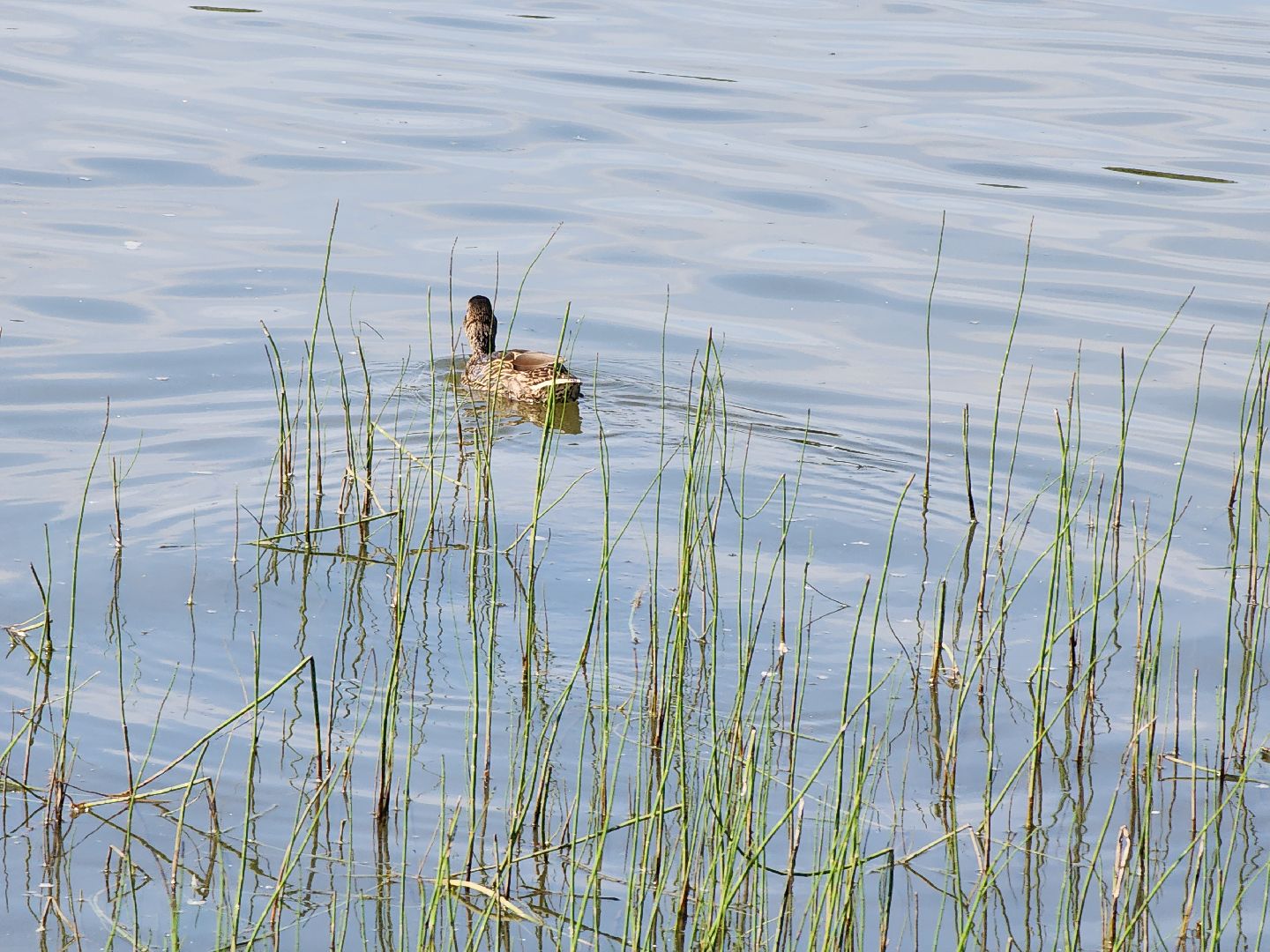 электросталь, мой город, жители города, безопасность на воде, безопасность детей, безопасность жителей, мчс, водоём, пляж, пляжная зона, пляжный сезон,