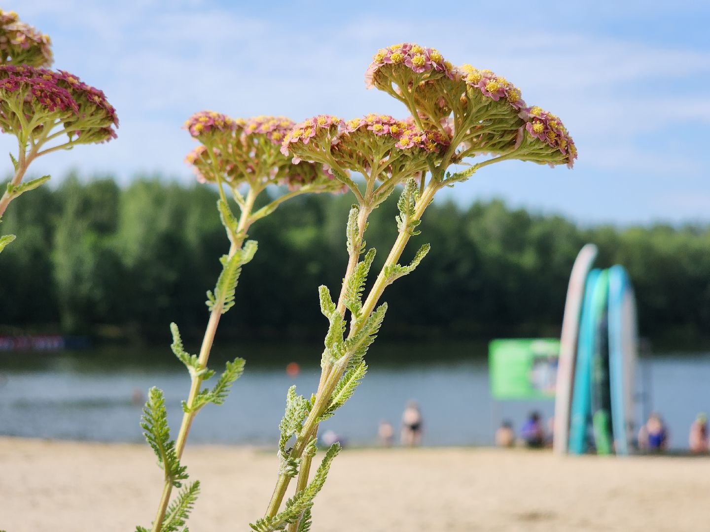 электросталь, мой город, жители города, безопасность на воде, безопасность детей, безопасность жителей, мчс, водоём, пляж, пляжная зона, пляжный сезон,