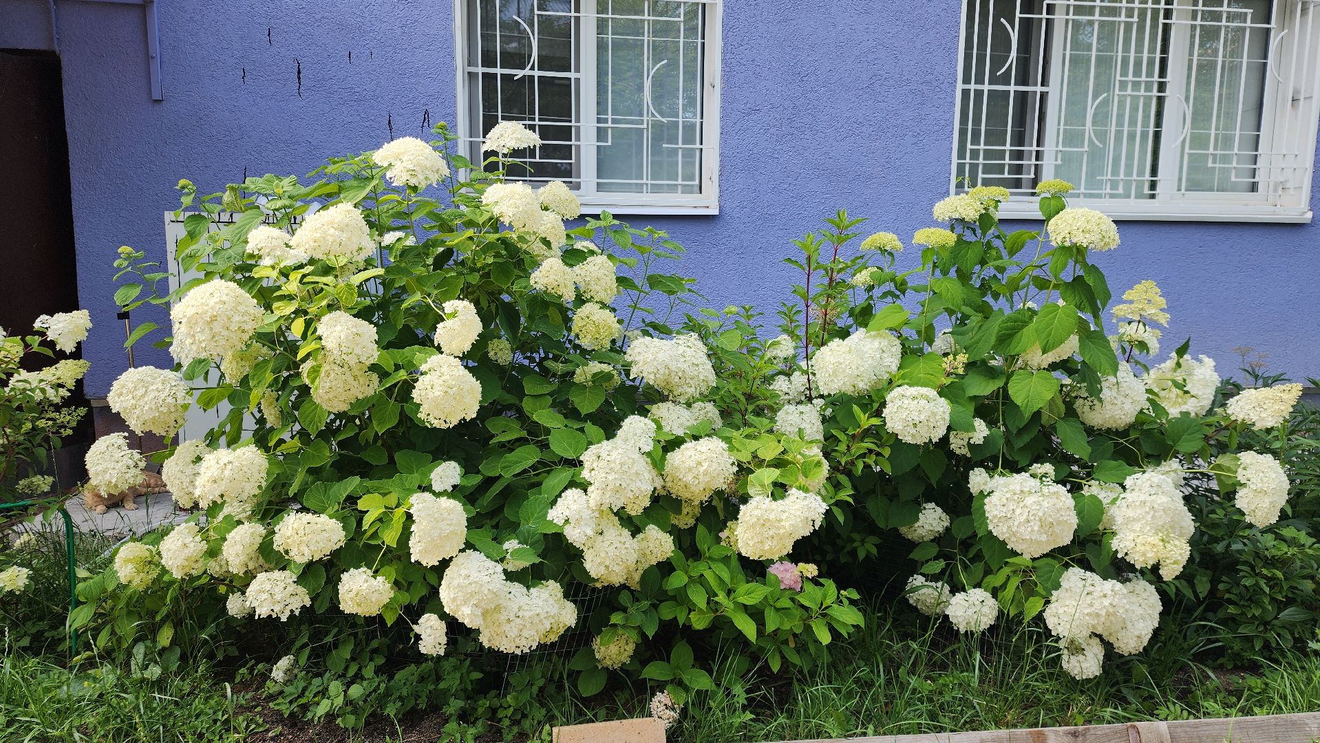 Голицыно, ЖКХ, Благоустройство,