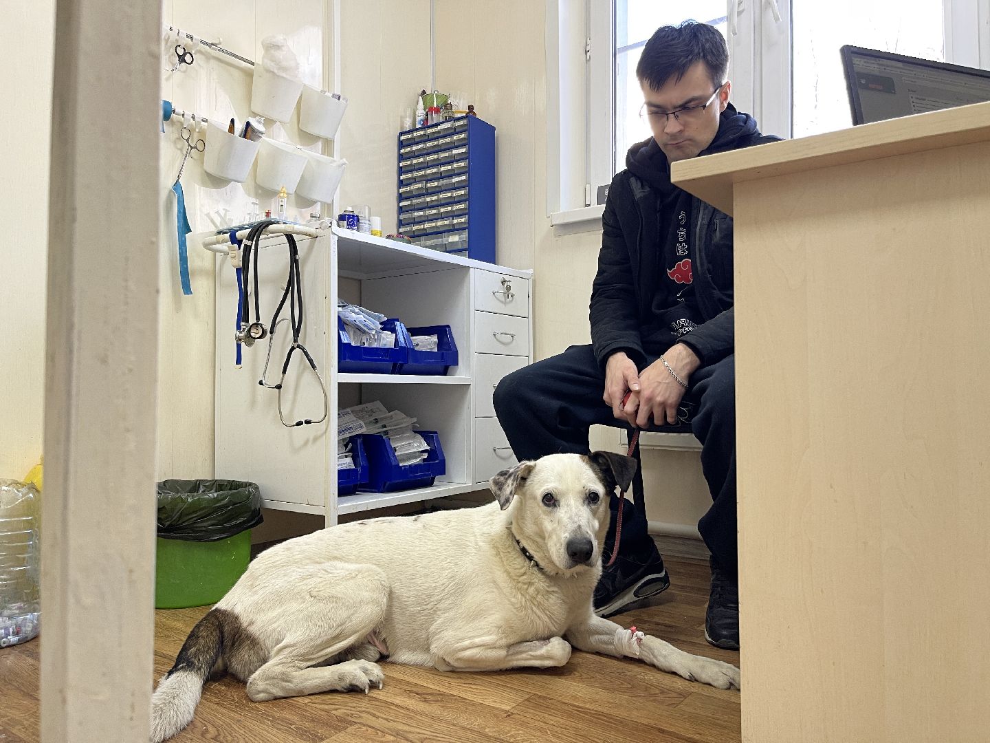 Пироплазмоз, вирус, клещи, собаки, инфекция, лечение, ветеринария,