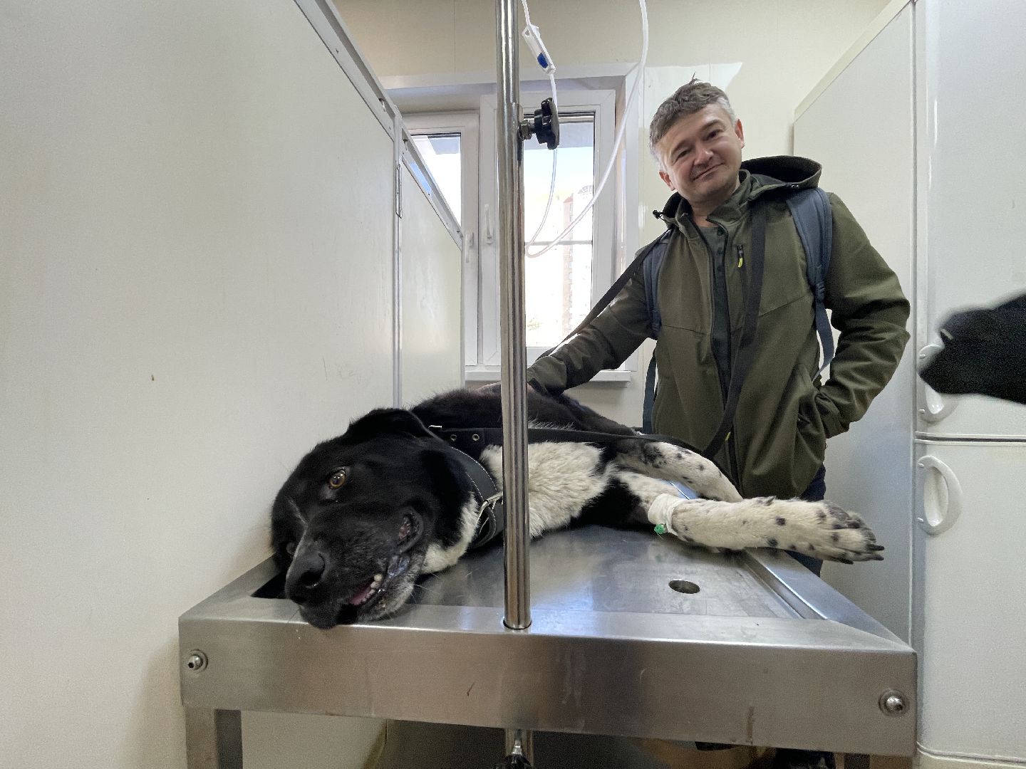 Пироплазмоз, вирус, клещи, собаки, инфекция, лечение, ветеринария,