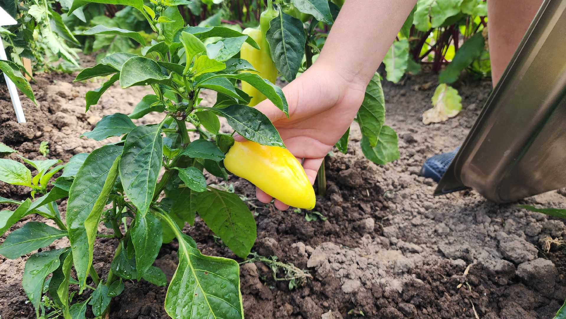 ступино, агроклассы, образование в подмосковье,