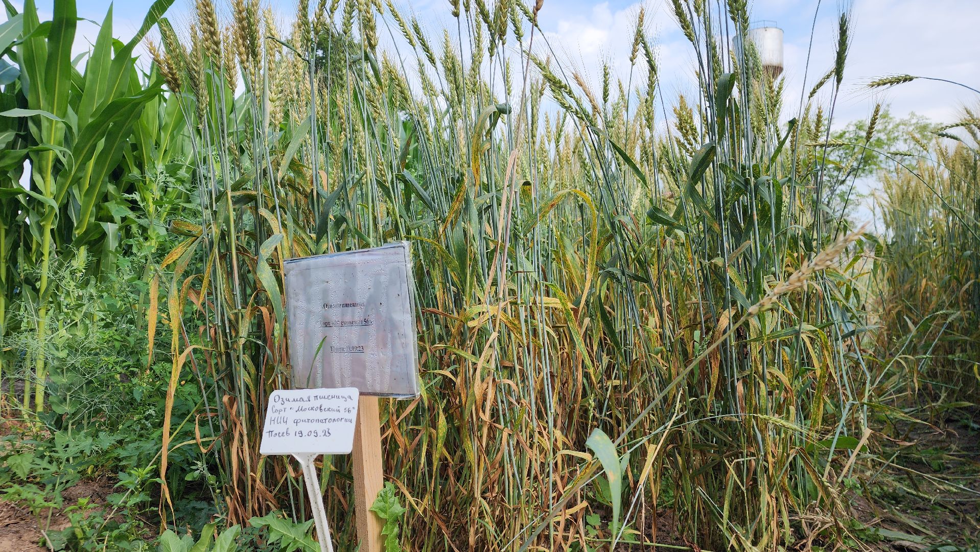 ступино, агроклассы, образование в подмосковье,