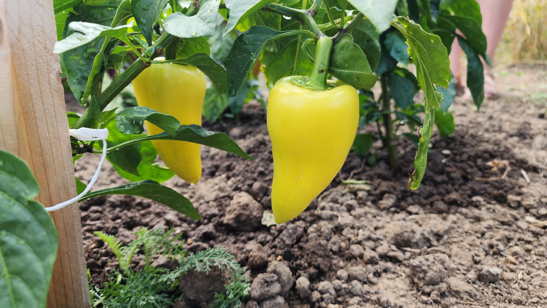 ступино, агроклассы, образование в подмосковье,