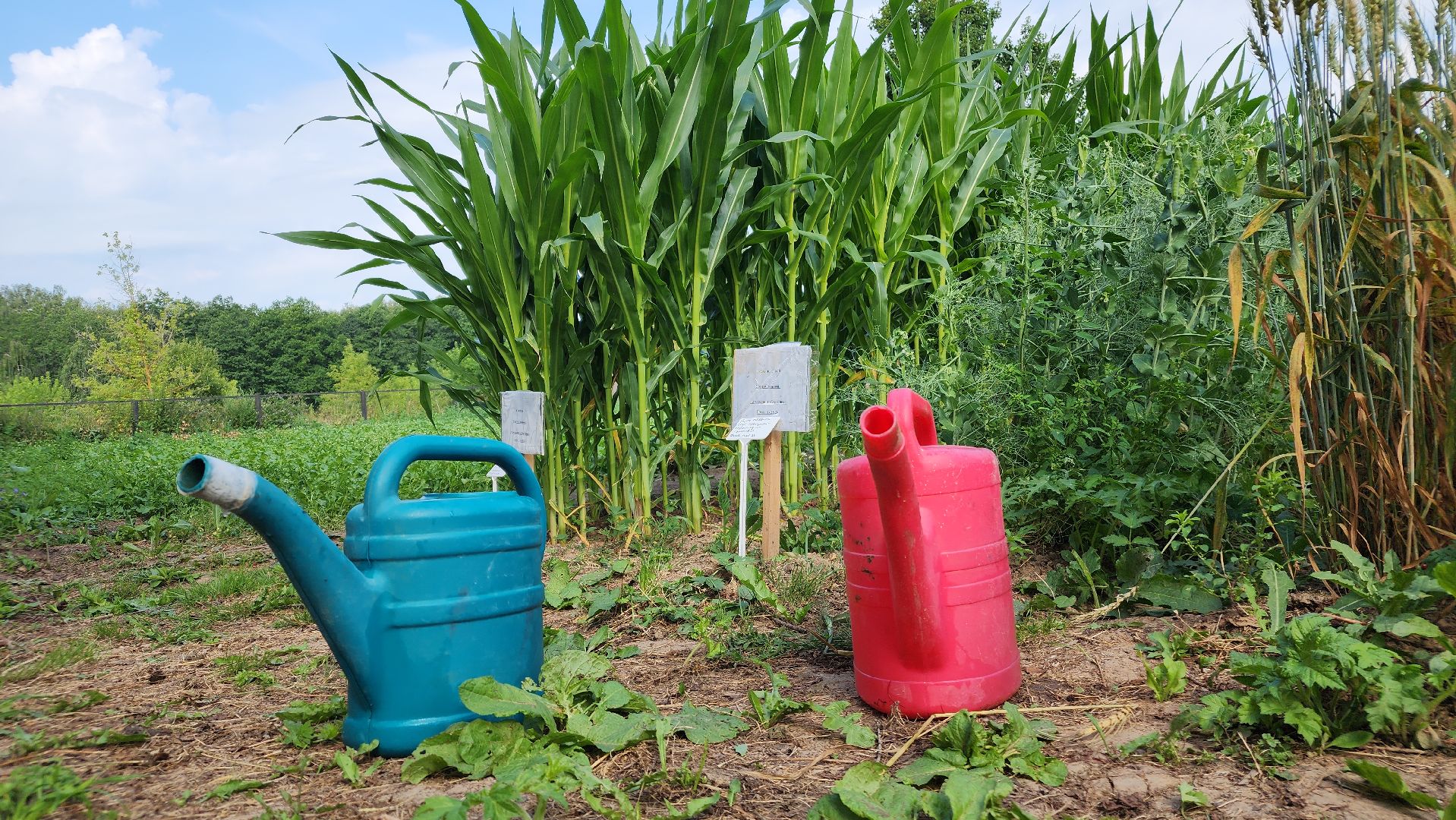 ступино, агроклассы, образование в подмосковье,