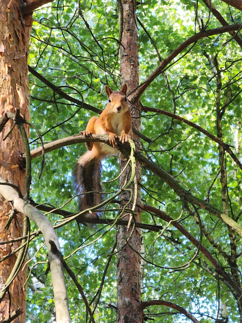 белки, лес, бельчата, Старая Купавна, Богородский городской округ,