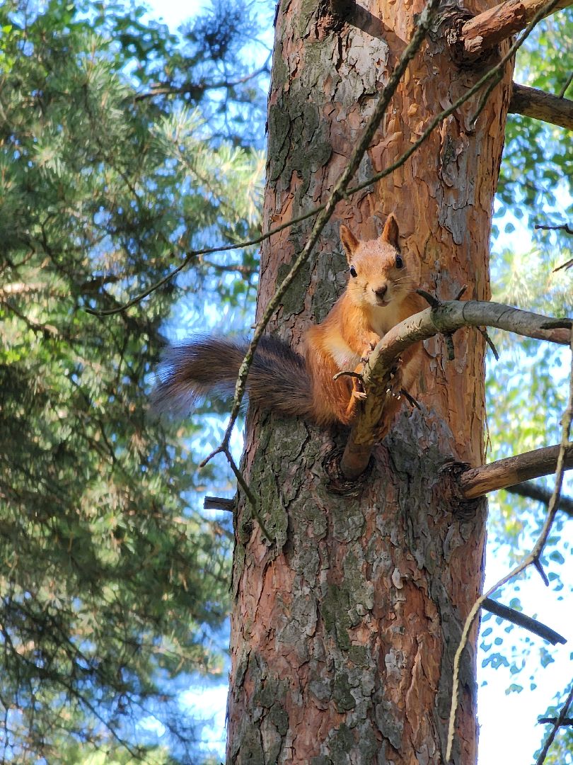 белки, лес, бельчата, Старая Купавна, Богородский городской округ,