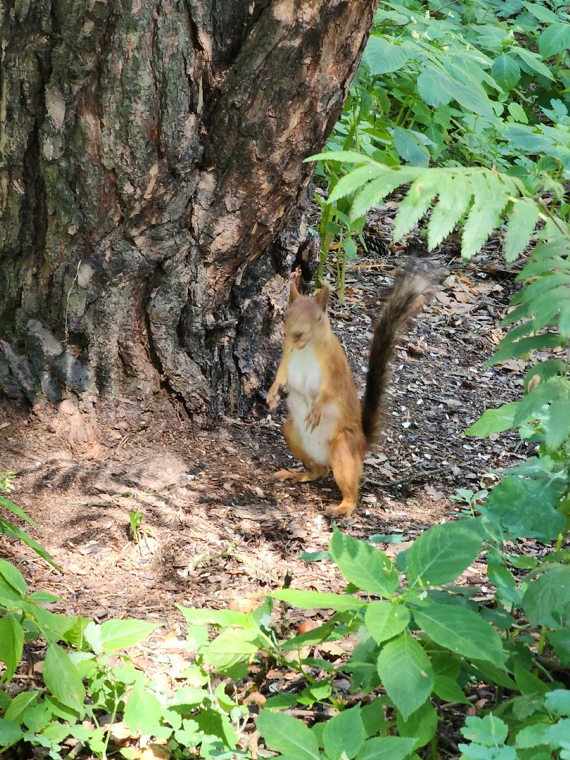 белки, лес, бельчата, Старая Купавна, Богородский городской округ,