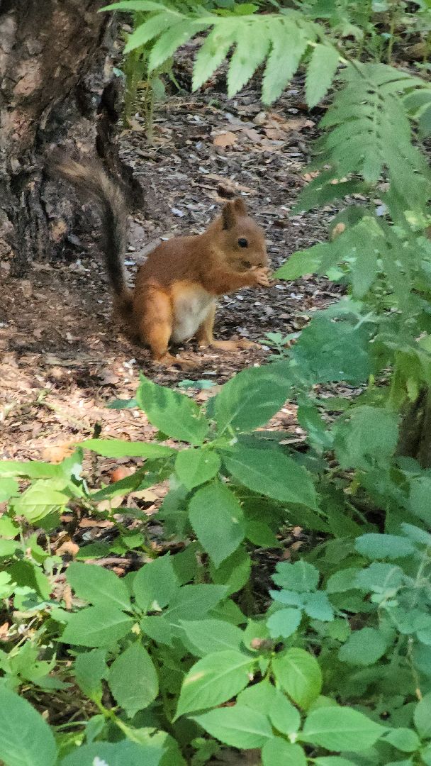 белки, лес, бельчата, Старая Купавна, Богородский городской округ,