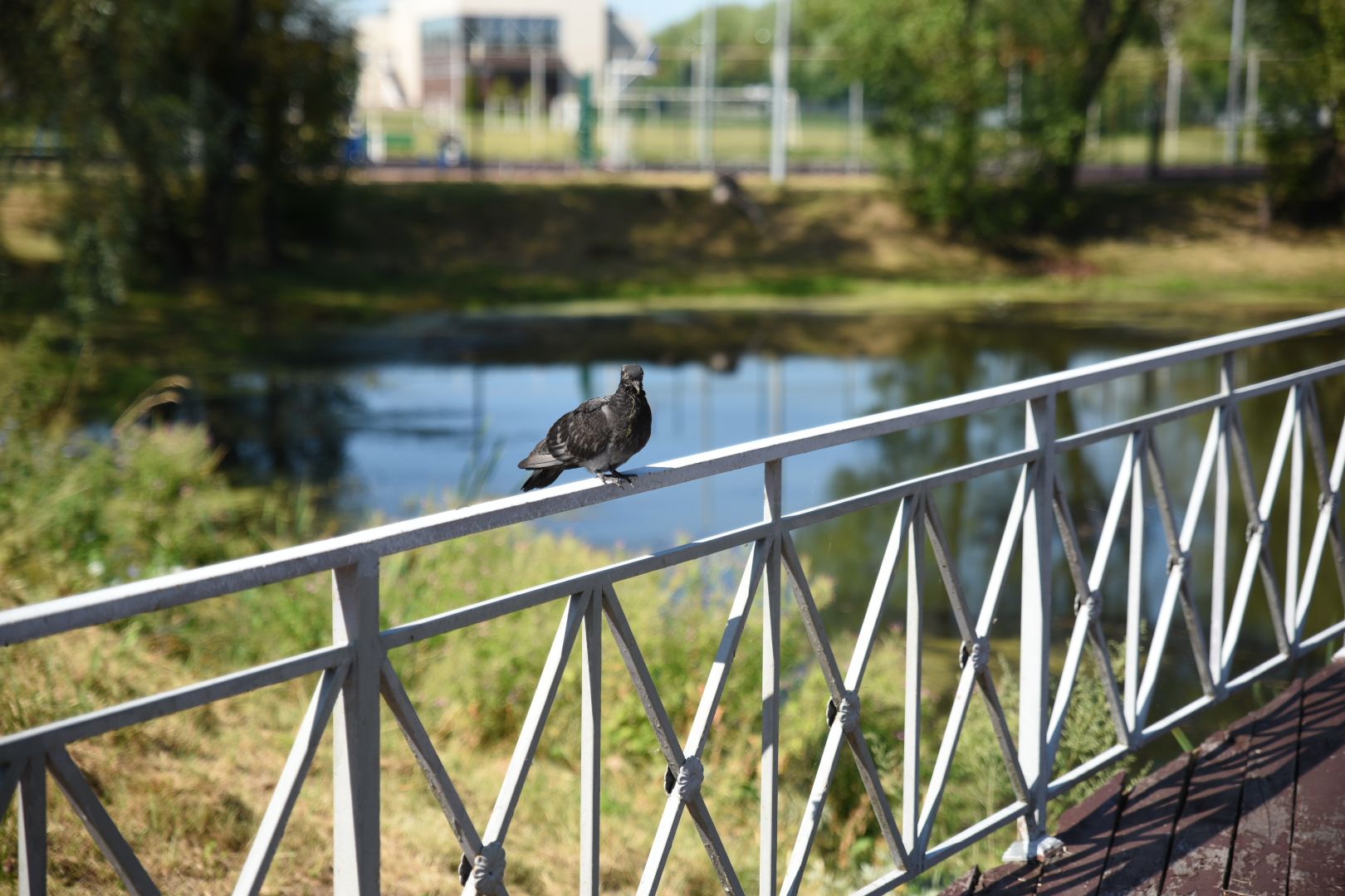 Бронницы, Благоустройство, Покраска лавочек, МБУ Благоустройство,