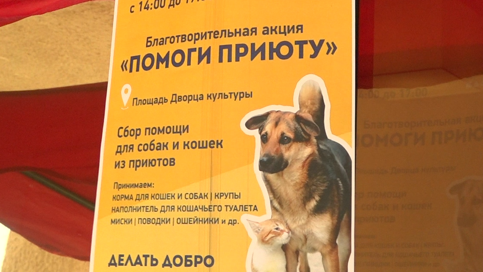 приют для собак,приют для животных, приют Умка Лесной городок, помощь бездомным животным, власиха благотворительность,