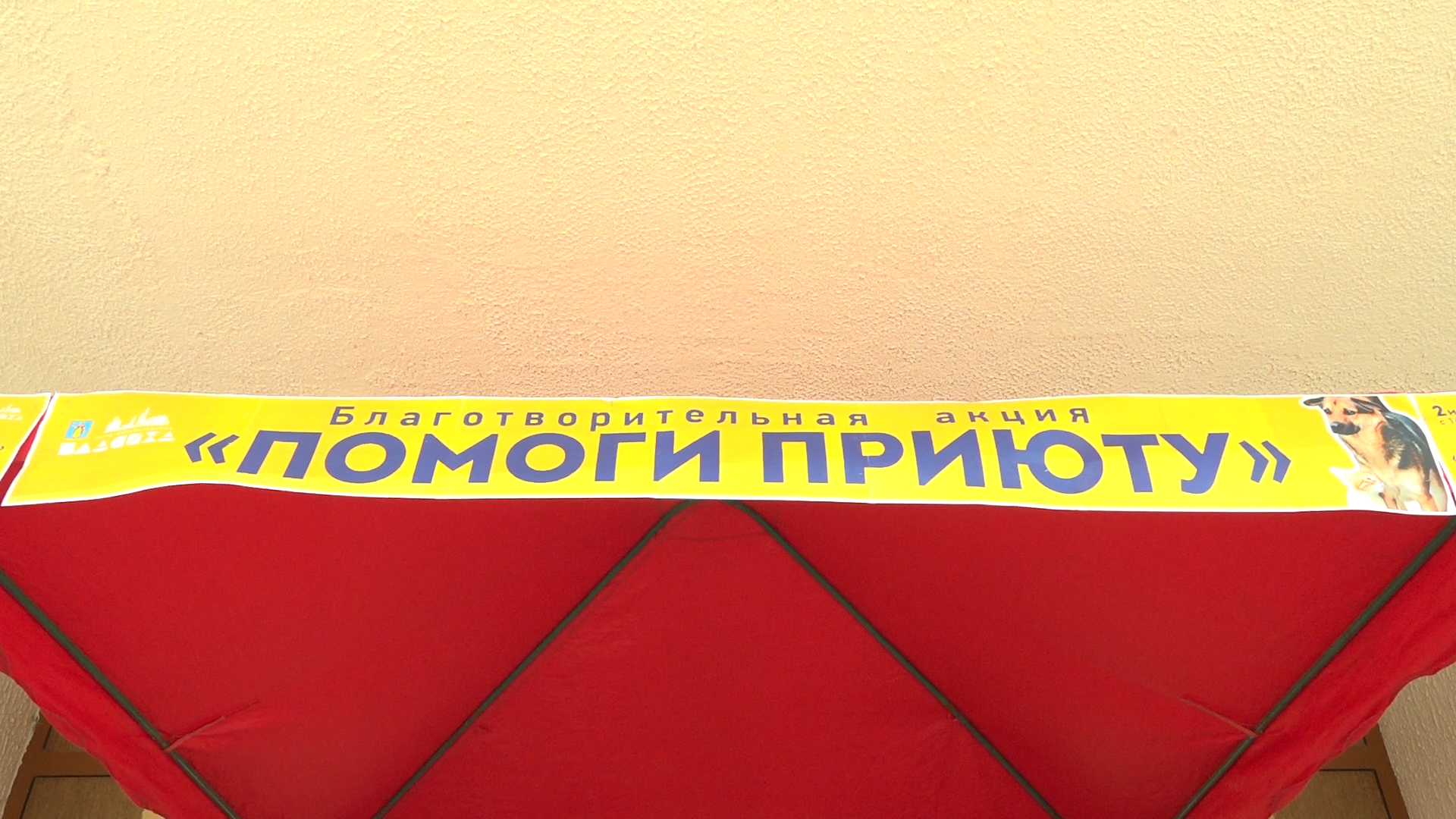 приют для собак,приют для животных, приют Умка Лесной городок, помощь бездомным животным, власиха благотворительность,