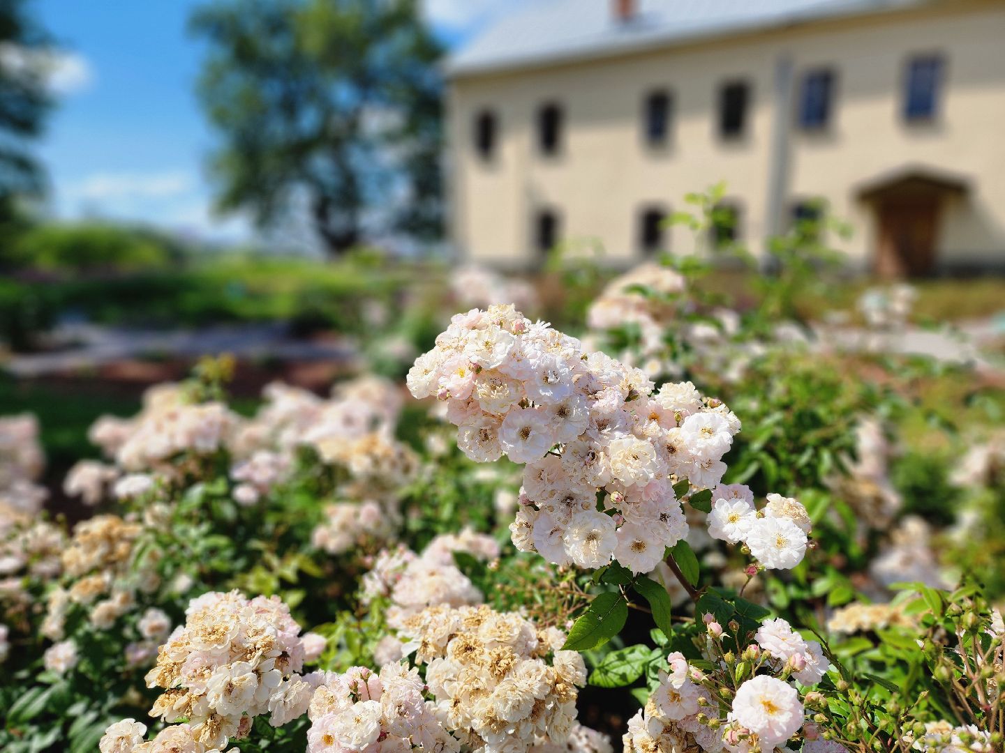 воскресенск, парк кривякино, цветы,