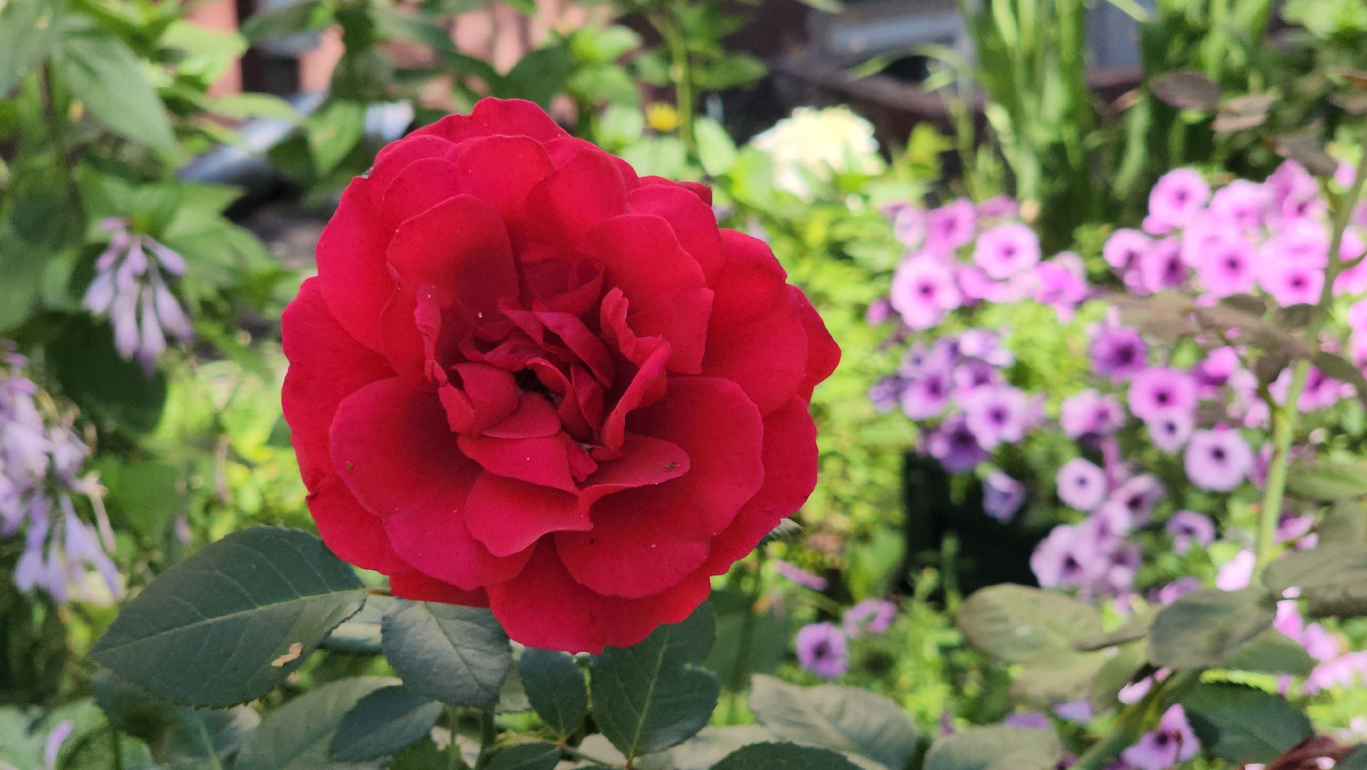 красногорск, опалиха, сад, цветы,