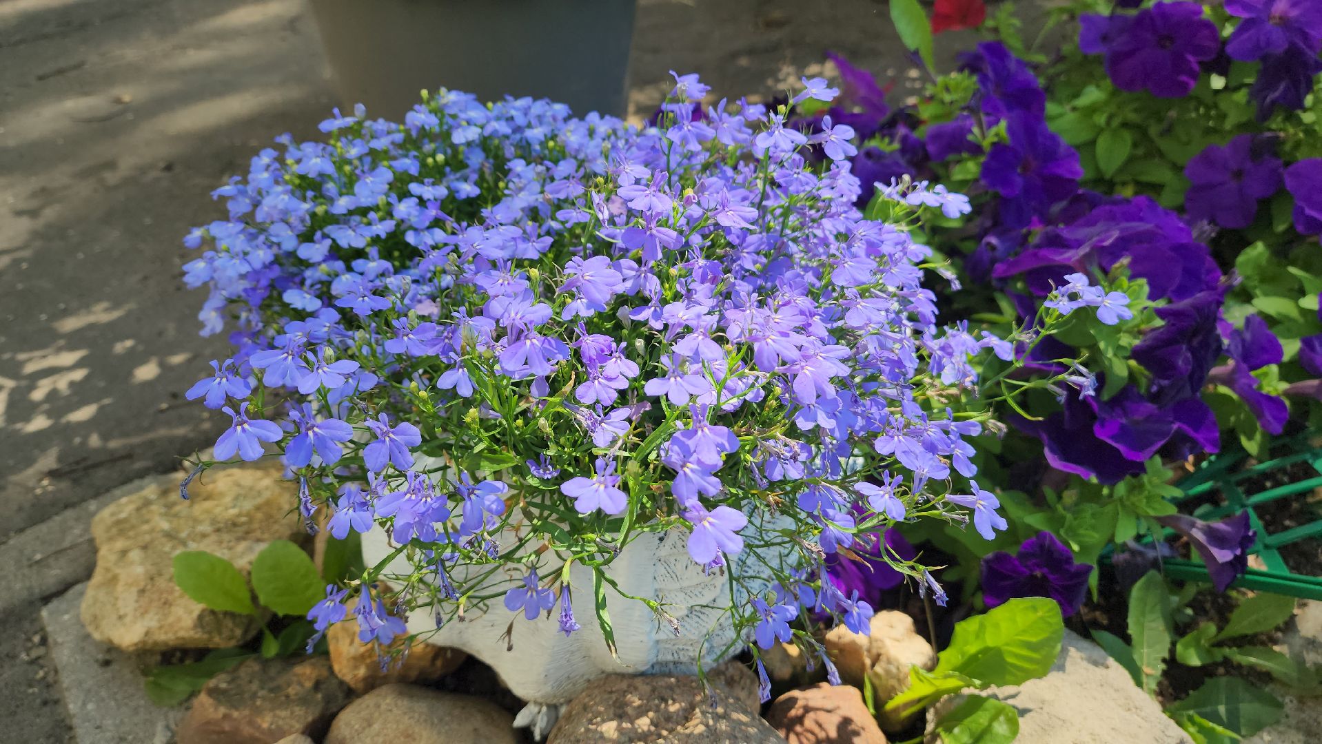 красногорск, опалиха, сад, цветы,