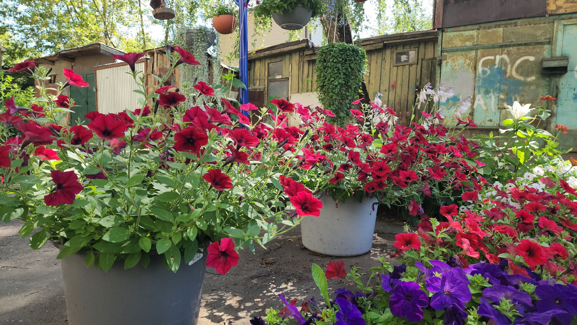 красногорск, опалиха, сад, цветы,