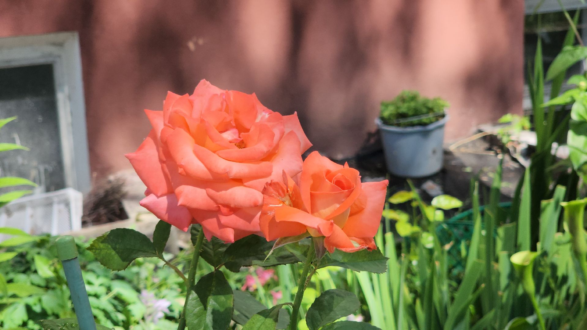 красногорск, опалиха, сад, цветы,