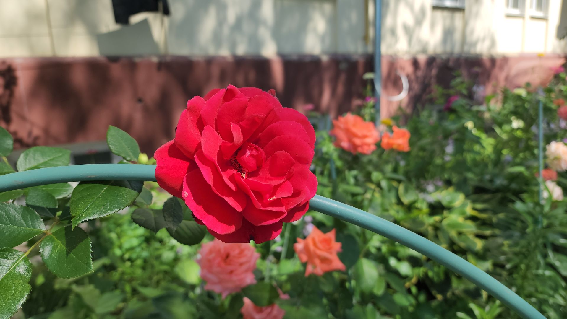 красногорск, опалиха, сад, цветы,