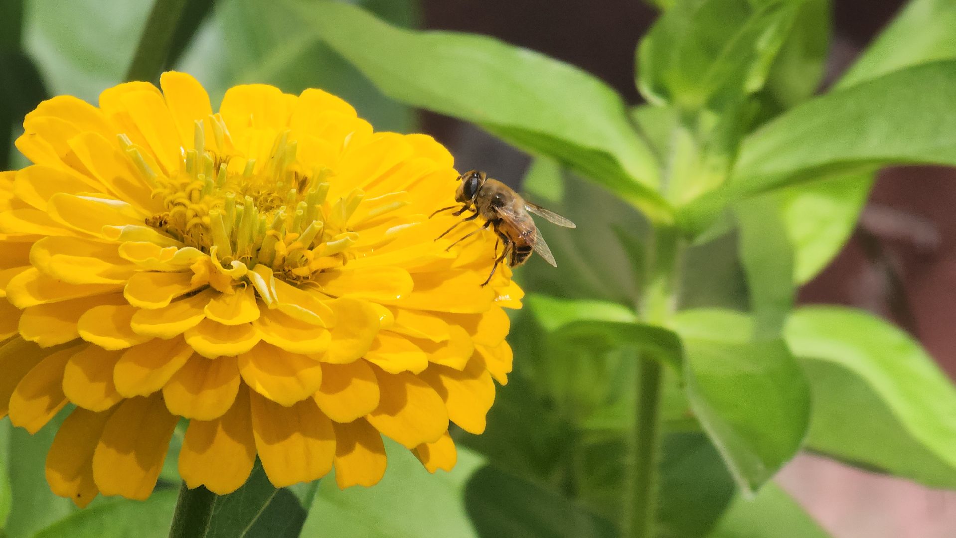 красногорск, опалиха, сад, цветы,