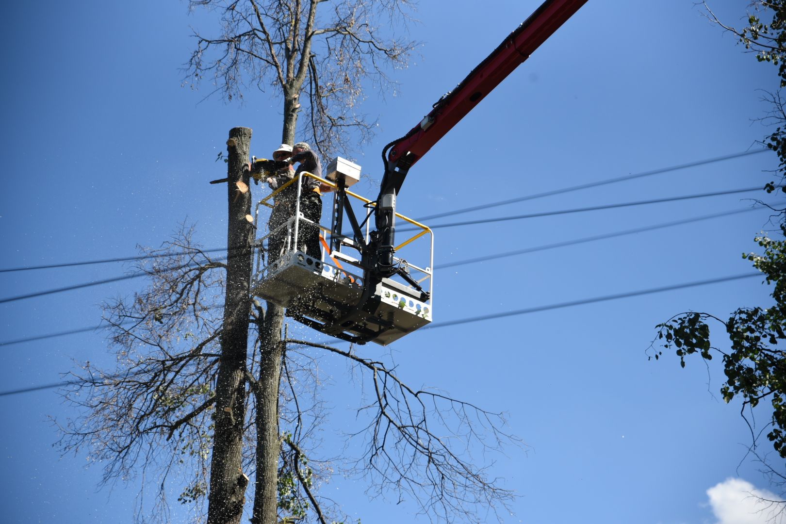Бронницы, Благоустройство, Опиловка деревьев, Работы по опиловке, мбу благоустройство,