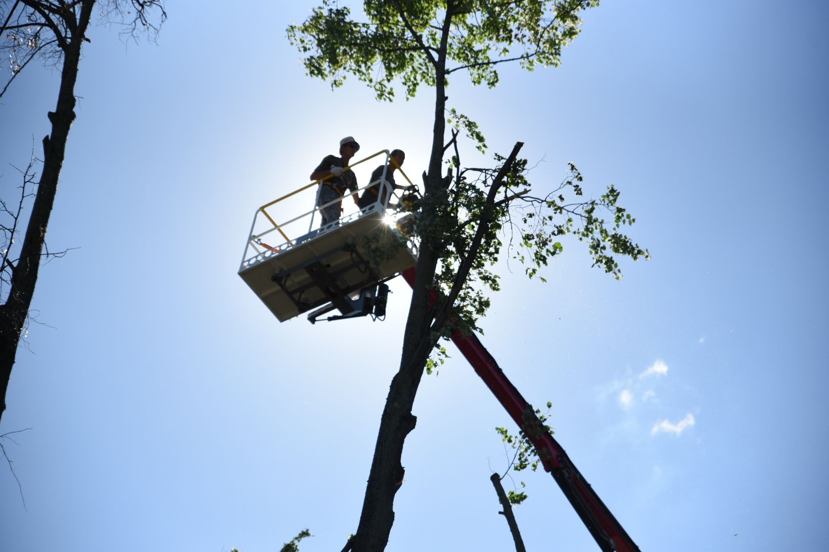 Бронницы, Благоустройство, Опиловка деревьев, Работы по опиловке, мбу благоустройство,