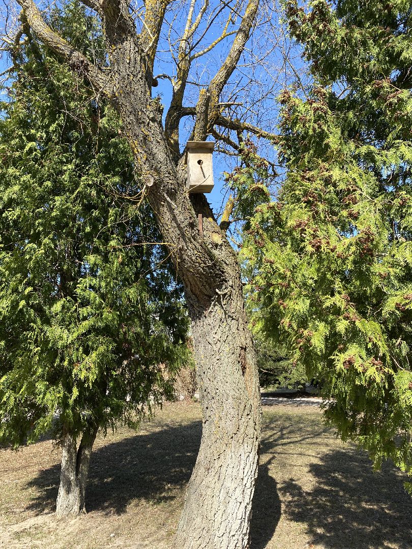 Чехов, перемены, благоустройство, скворечник, парк