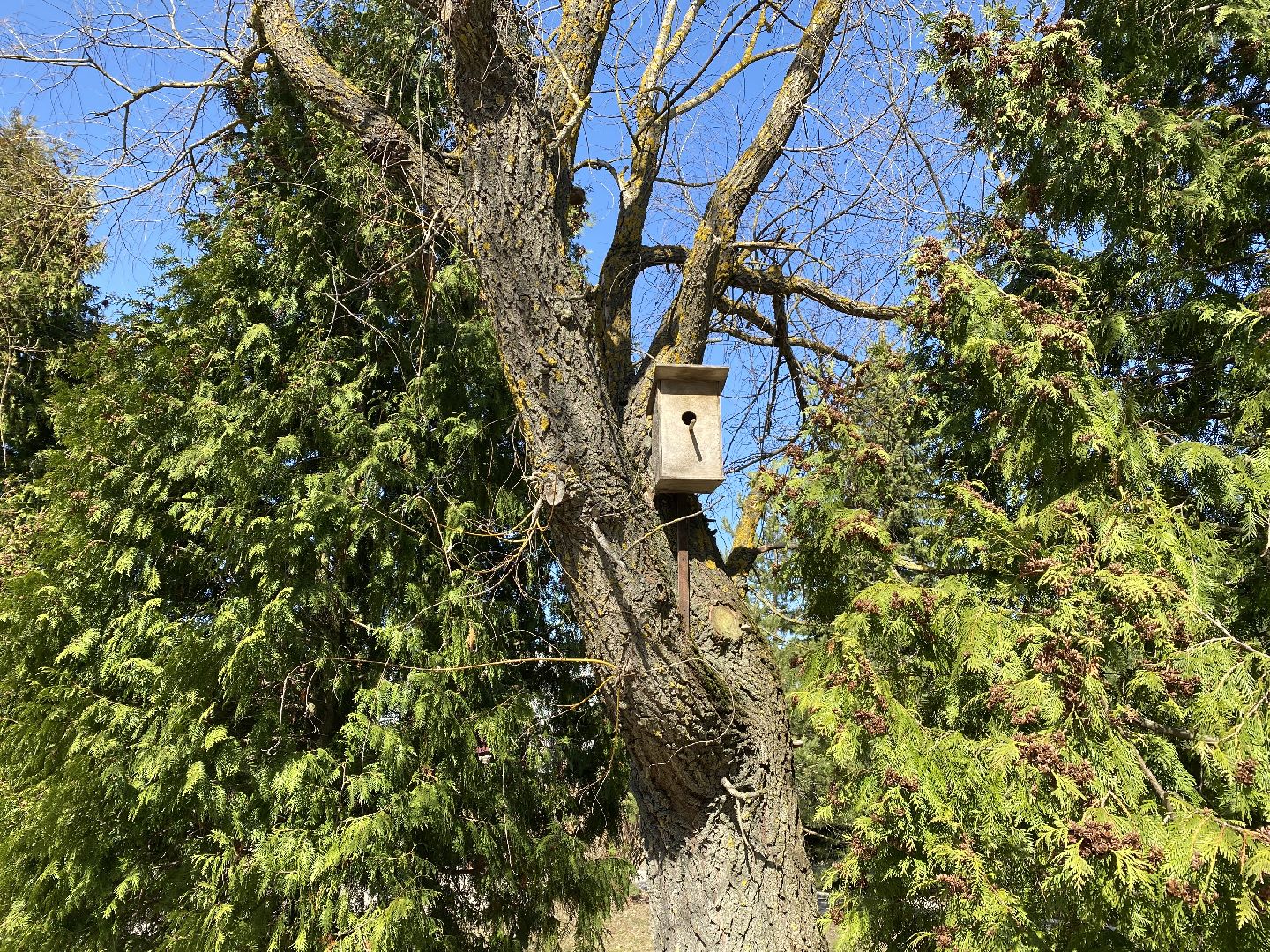 Чехов, перемены, благоустройство, скворечник, парк