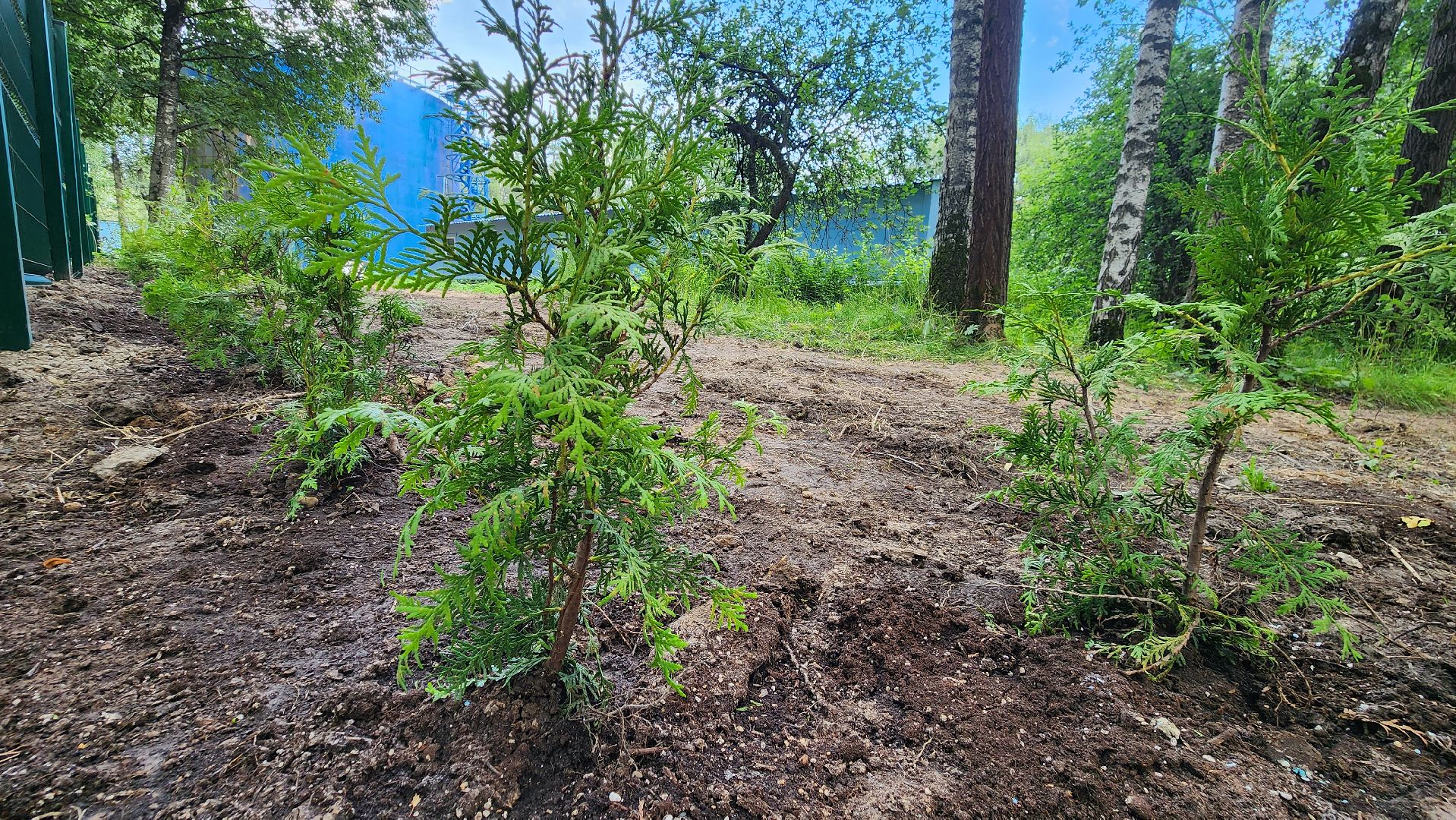 Туи, Взу, Лобня,