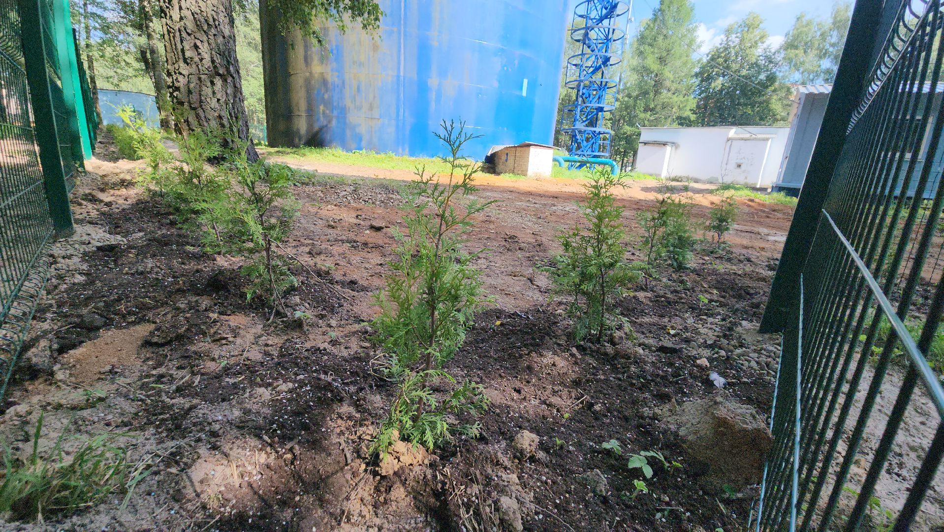 Туи, Взу, Лобня,